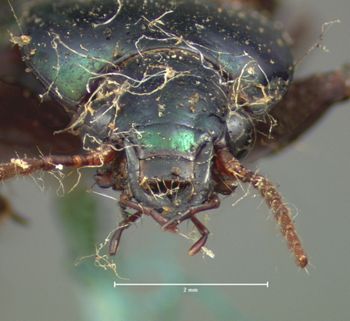 Media type: image;   Entomology 79 Aspect: head frontal view